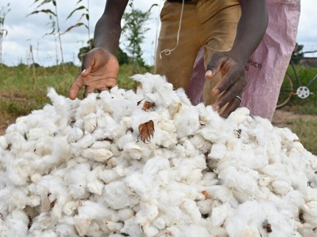 producteur de coton en Afrique