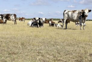 Algérie : Opération d'indemnisation des agriculteurs touchés par la sécheresse en Algérie : Un soutien essentiel pour les céréaliculteurs