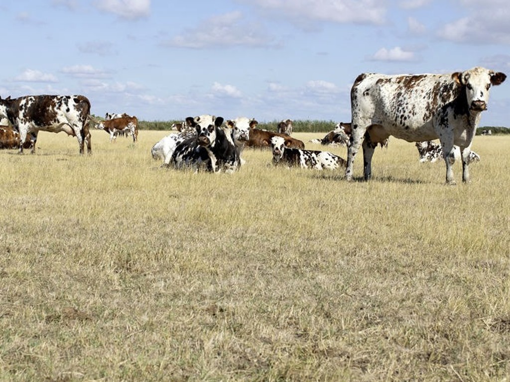 Algérie : Opération d'indemnisation des agriculteurs touchés par la sécheresse en Algérie : Un soutien essentiel pour les céréaliculteurs