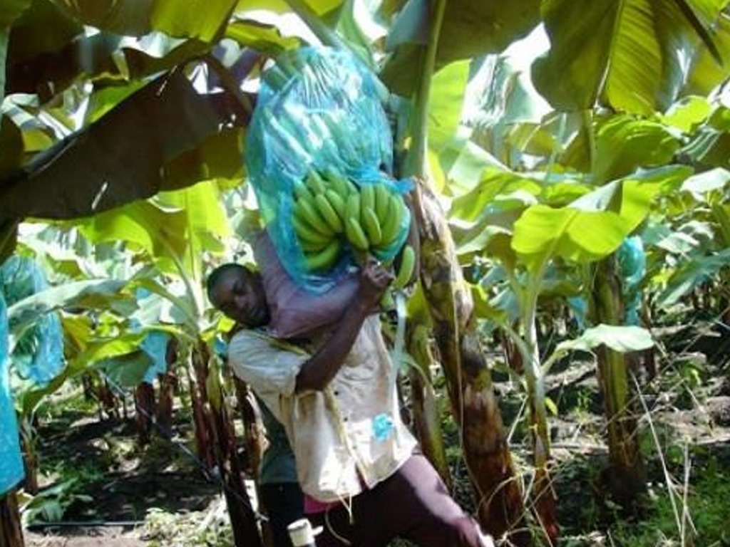 Au Cameroun, le secteur de l'agriculture d'exportation renoue avec la croissance à la fin du mois de juin 2023, mettant ainsi fin à deux trimestres consécutifs de récession