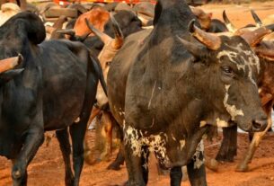 Burkina Faso : La Création du CPAMAP, un Nouveau Chapitre pour l'Aviculture dans le pays